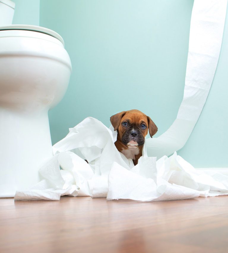 Puppy beside clogged toilet representing clogged colon